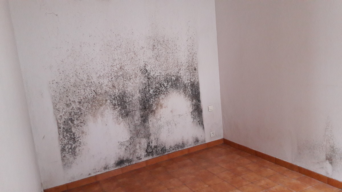 Moisissures - Expertise humidité à Saint-Dizier